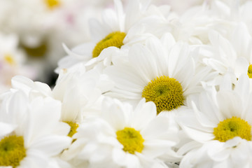 Beautiful white chrysanthemum flowers background