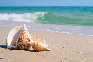 Fototapeta na wymiar Seashell in the sand on the background of beach and sea