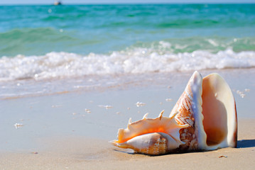 Seashell in the sand on the background of beach and sea