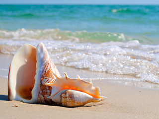 Seashell in the sand on the background of beach and sea