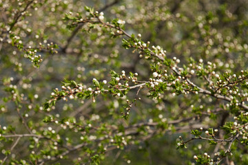 Blooming cherry