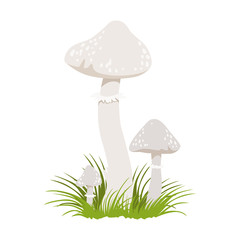 Amanita phalloides, poisonous mushrooms. Colorful cartoon illustration
