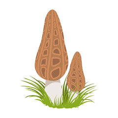 Morel, morchella conica, edible forest mushrooms. Colorful cartoon illustration