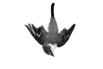 Dead bird background in nature, isolated dead bird on white. © xmentoys