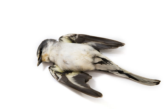 Dead bird background in nature, isolated dead bird on white.