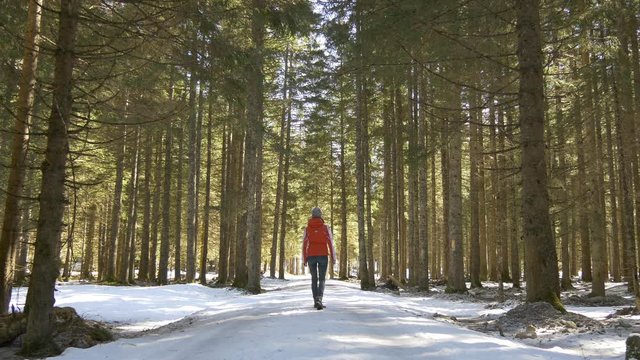 Woman walks in pine forest