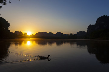 Duck swimming in the Early Morning,beautiful morning light.