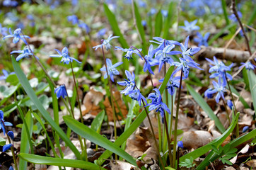 Blue flowers in the spring on the clearing