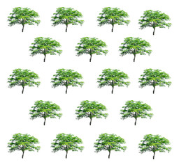 Fototapeta premium Isolated Trees on white background , The collection of trees.