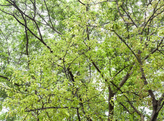 Fototapeta premium Fresh green leaves background.