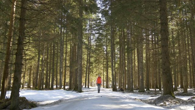 Woman walking in forest of pine trees