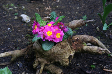 Primula - beautiful spring flowers, garden decoration.