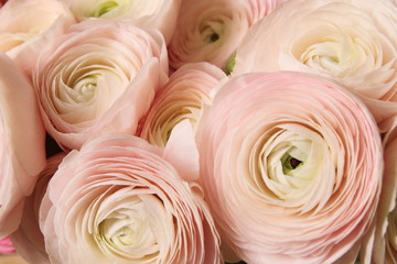 Background of flowers, Ranunculus asiaticus, Persian buttercup, pale pink and white. copy Space.