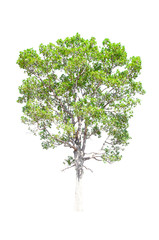 Fototapeta premium Isolated trees on white background , The collection of trees.