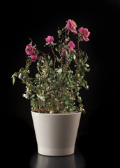 Flowers in ceramic vase