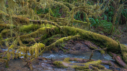 Fast flowing river on the background of the Redwood Forest. Moss covered branches of trees. Scenic landscape of dark blue rough river. Redwood national and state parks. California, USA