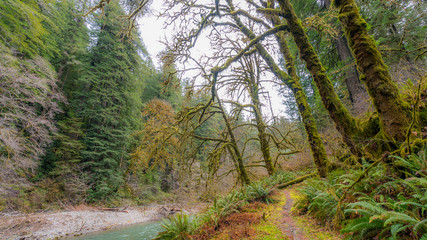 Fototapeta na wymiar Fast flowing river on the background of the Redwood Forest. Moss covered branches of trees. Scenic landscape of dark blue rough river. Redwood national and state parks. California, USA