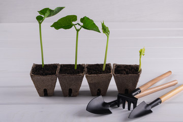 Pots with seedlings stand in a line and little garden tools on white wooden background