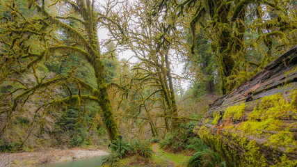 Fast flowing river on the background of the Redwood Forest. Moss covered branches of trees. Scenic landscape of dark blue rough river. Redwood national and state parks. California, USA