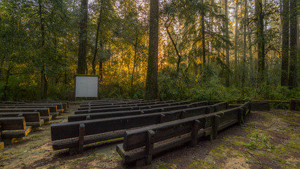 Open-air cinema in the fairy forest. The sun's rays fall through the branches. Redwood national and state parks. California, USA