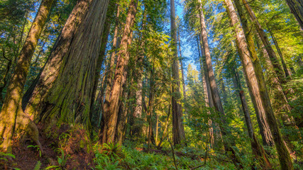 Fairy green forest. Large trees were overgrown with moss. The sun's rays fall through the leaves. Redwood national and state parks. California, USA