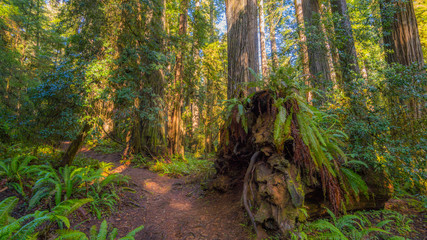 A path in the fairy green forest. The sun's rays fall through the branches. Redwood national and state parks. California, USA