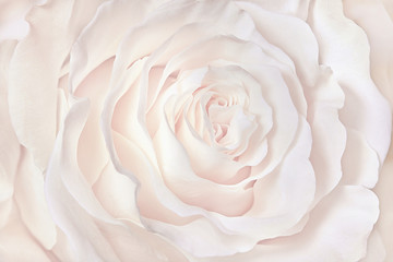 Fototapety  white rose close-up