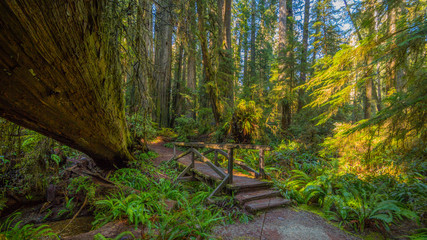 A path in the fairy green forest. The sun's rays fall through the branches. Redwood national and state parks. California, USA © khomlyak