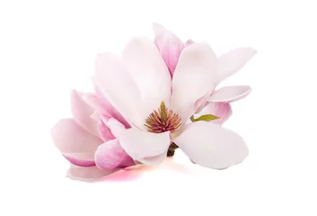 Fotobehang De roze magnolia bloemen © Victoria Schaad