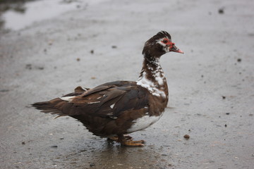 farmer duck on a walk after the rain a meadow pasture