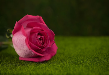 Rose of pink color lies