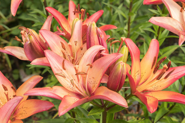 Multicolored garden beautiful large lilies on the flowerbed in summer