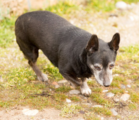 Homeless black dog walks in nature