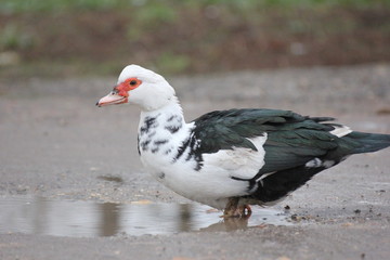 farmer duck on a walk after the rain a meadow pasture