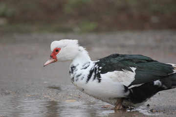 farmer duck on a walk after the rain a meadow pasture