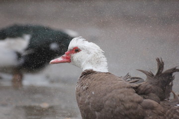 farmer duck on a walk after the rain a meadow pasture