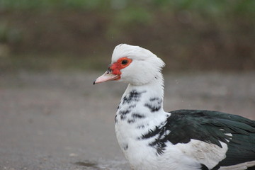 farmer duck on a walk after the rain a meadow pasture