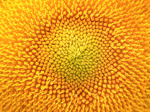 Close up yellow sunflower background