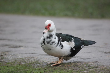 farmer duck on a walk after the rain a meadow pasture