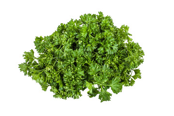 bunch of green parsley on a white background. Isolate