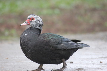 farmer duck on a walk after the rain a meadow pasture
