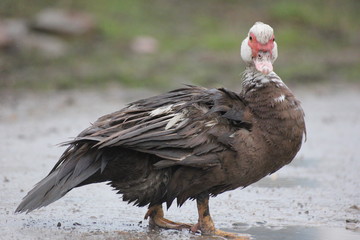 farmer duck on a walk after the rain a meadow pasture
