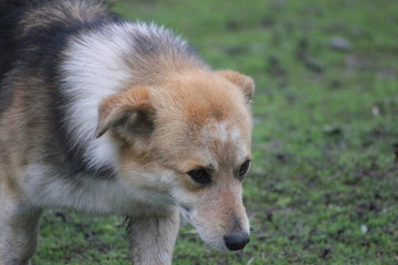 street without the pedigree dog