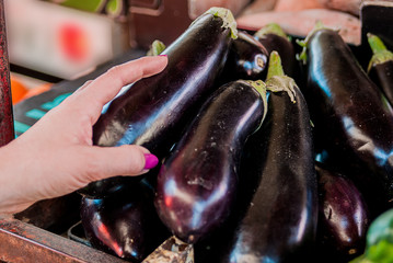 Hand on fresh aubergines - eggplants, closeup. female choosing. joyful young female customer choosing fresh aubergine on fruit market