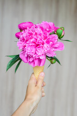 white caucasian woman's hand keeping close-up pink peonies
