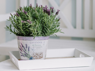 Lavender in a pot