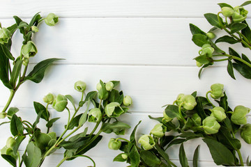 Hellebore flowers (helleborus orientalis) on white painted wooden background with empty space for text. Top view with copy space.