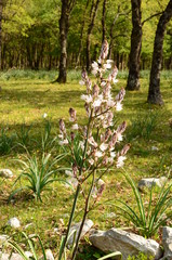 Asphodelus ramosus. 