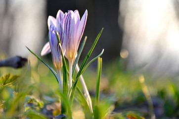 Large crocuses on a background of spring forest