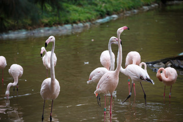 Flamingos walking  in water